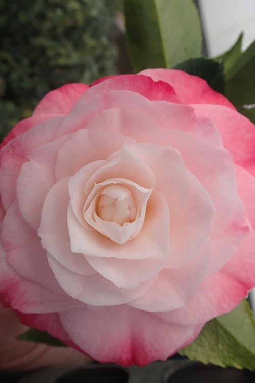  Desire Camellia Japonica - 1 Gallon Pot