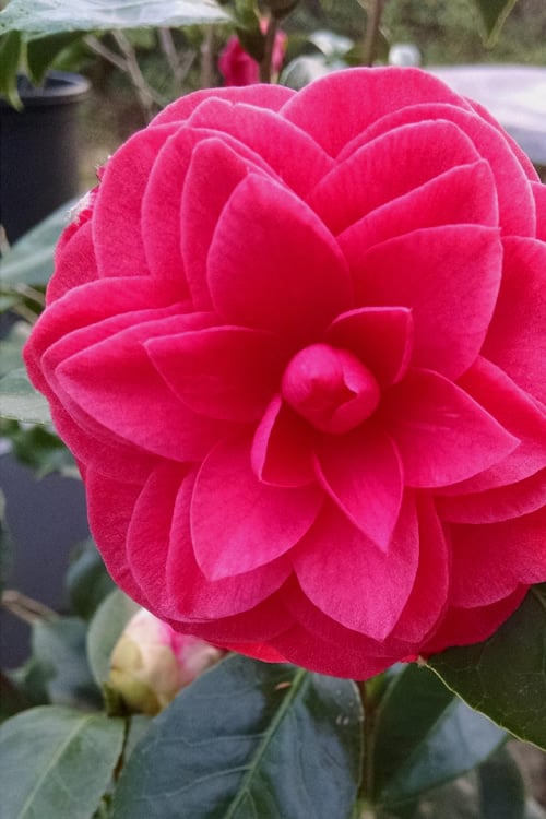  Glen 40 Camellia Japonica - 1 Gallon Pot