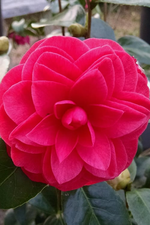  Glen 40 Camellia Japonica - 1 Gallon Pot