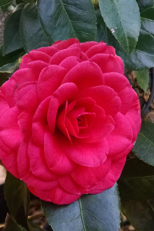  Glen 40 Camellia Japonica - 1 Gallon Pot