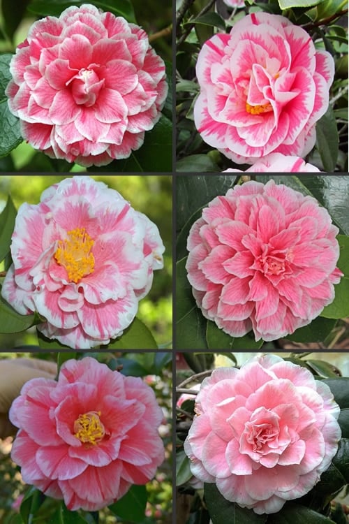  Brilliant Gem Fragrant Camellia Japonica - Herme - 3 Gallon Pot