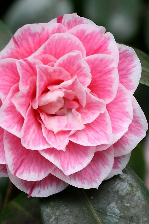  Brilliant Gem Fragrant Camellia Japonica - Herme - 3 Gallon Pot