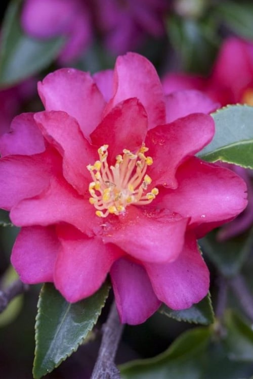  Hiryu Camellia Sasanqua - 3 Gallon Pot