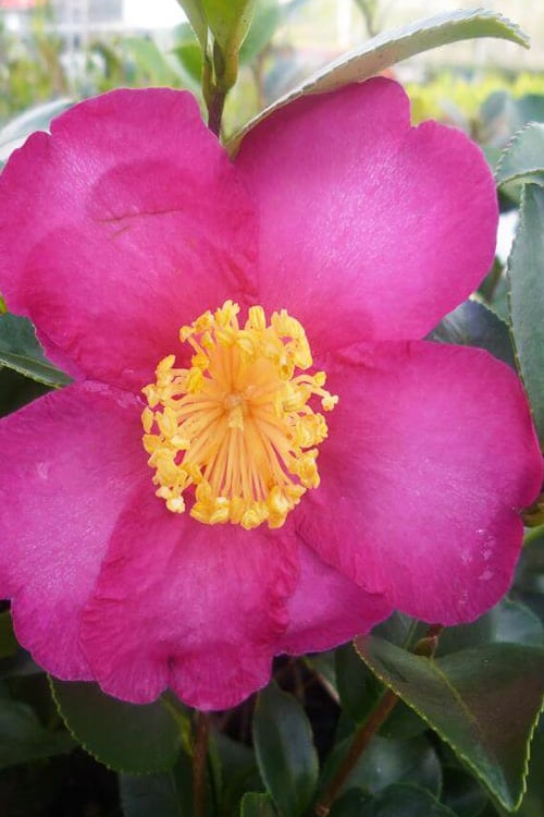  Hiryu Camellia Sasanqua - 3 Gallon Pot