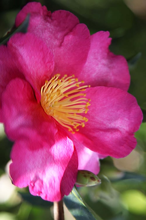  Hiryu Camellia Sasanqua - 3 Gallon Pot