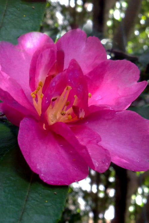  Hiryu Camellia Sasanqua - 3 Gallon Pot