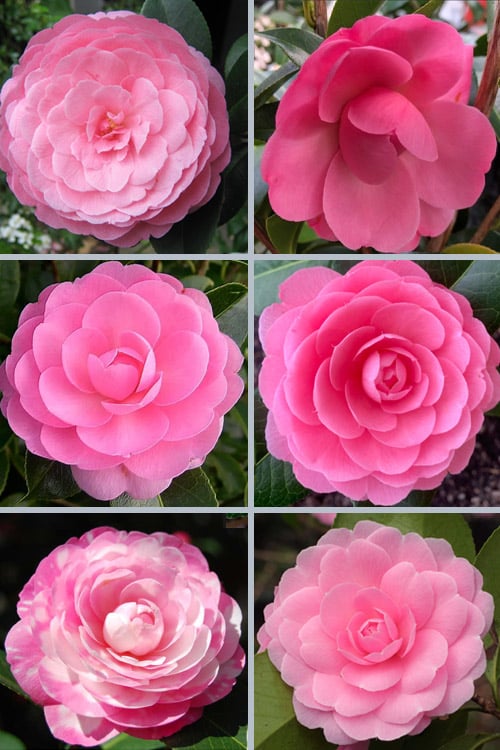  E.G. Waterhouse Camellia - Williamsii Hybrid - 3 Gallon Pot