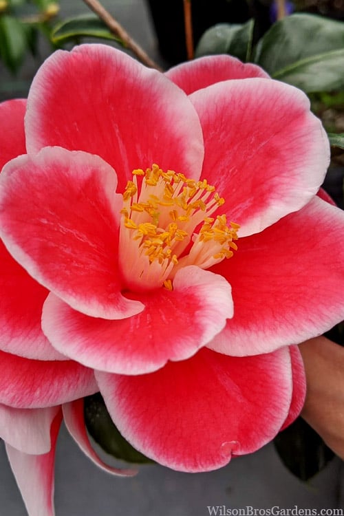  Sadaharu Oh Camellia - 7 Gallon Pot (3-4')
