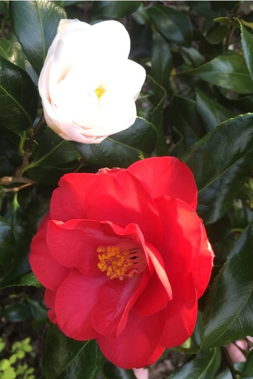  Lady Vansittart Multicolor Camellia Japonica - 1 Gallon Pot