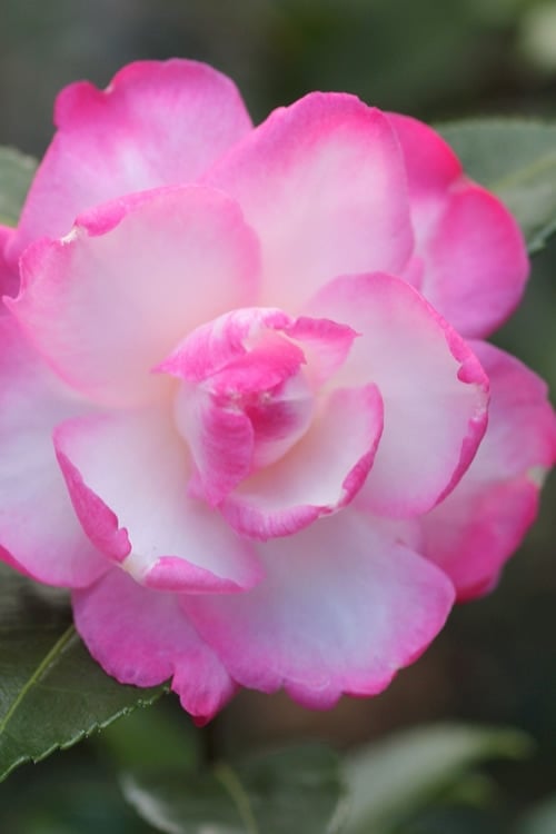  Leslie Ann Camellia Sasanqua - 1 Gallon Pot