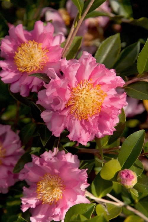  October Magic Carpet Dwarf Camellia - 3 Gallon Pot