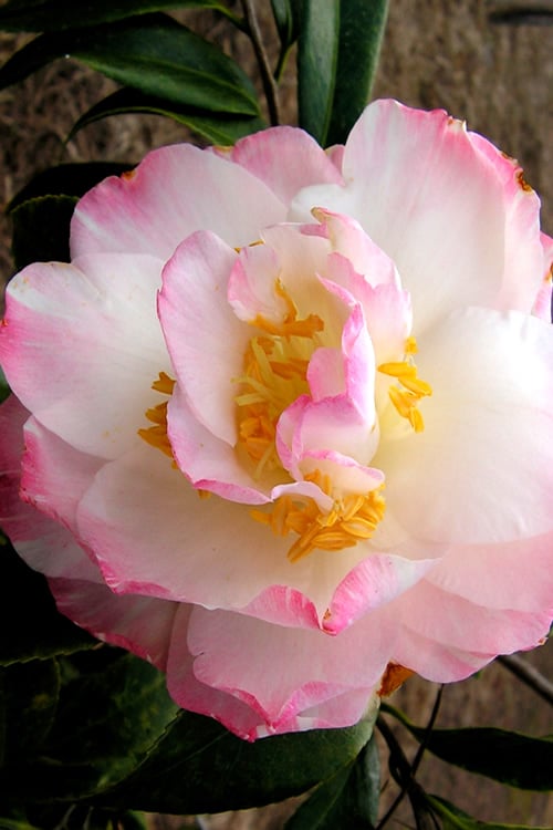  Omega Camellia Japonica - 3 Gallon Pot