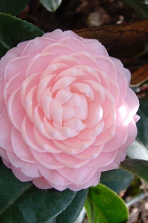  Otome Pink Camellia Japonica - 1 Gallon Pot