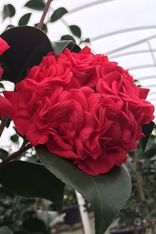  Professor Sargent Camellia Japonica - 1 Gallon Pot
