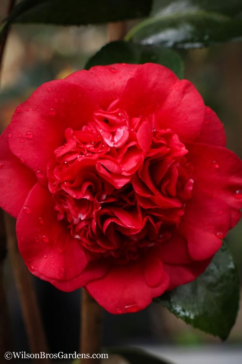  Professor Sargent Camellia Japonica - 1 Gallon Pot