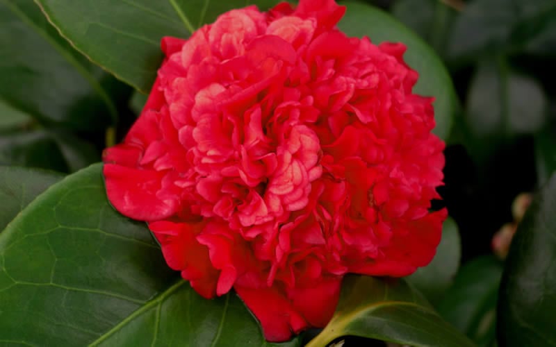  Professor Sargent Camellia Japonica - 1 Gallon Pot