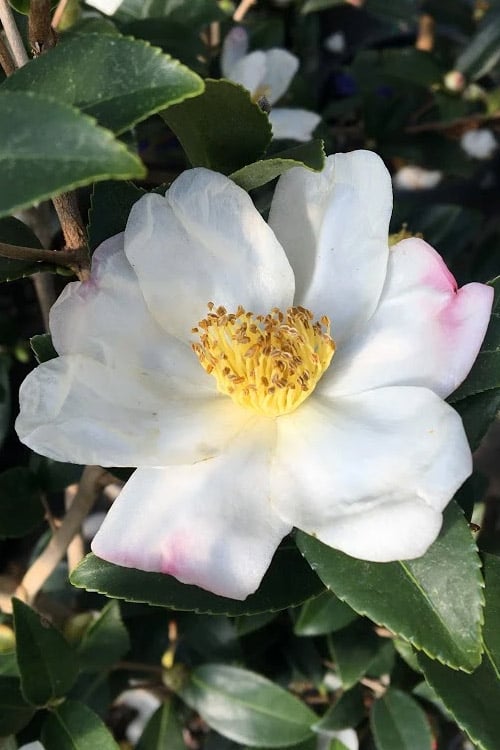  Survivor Cold Hardy White Camellia - 3 Gallon Pot