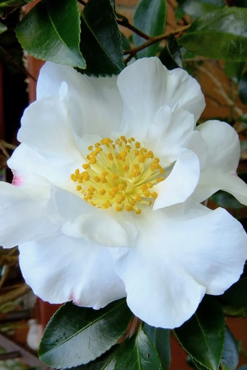  Setsugekka Fragrant Camellia Sasanqua - 7 Gallon Pot 