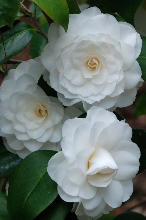  White By The Gate Camellia Japonica - 6 Pack Of 1 Gallon Pot