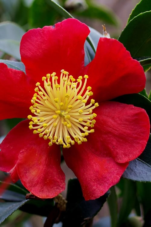  Yuletide Camellia Sasanqua - 2.5 Quart Pot
