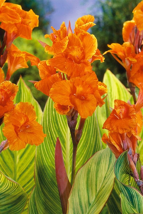  Bengal Tiger Canna Lily - 1 Gallon Pot