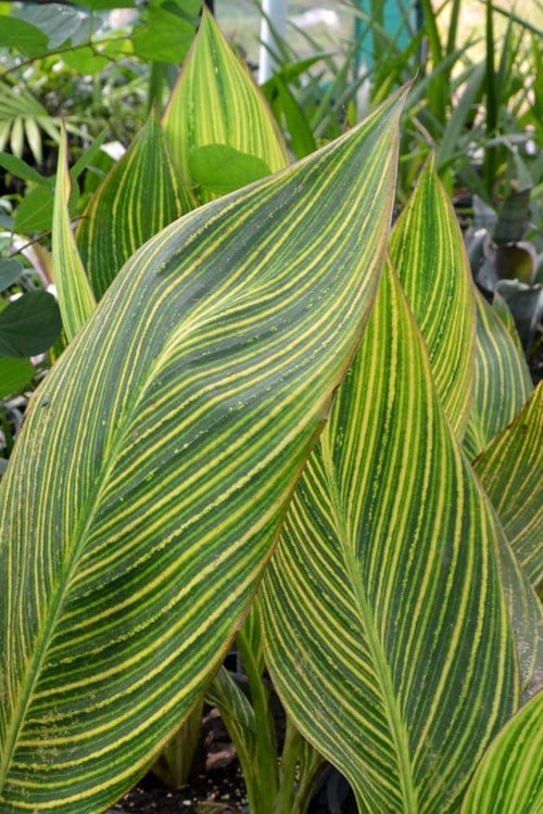  Bengal Tiger Canna Lily - 1 Gallon Pot