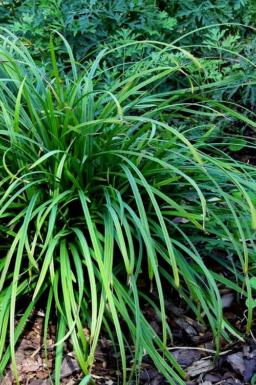  Creek Sedge (Carex Amphibola) - 8 Pack Of 1 Gallon Pots