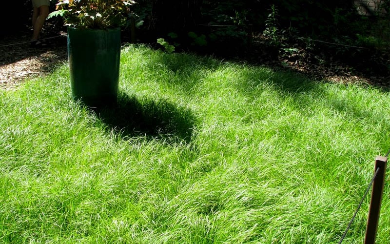  Pennsylvania Sedge (Carex Pennsylvanica) - 8 Pack 1 Gallon Pot