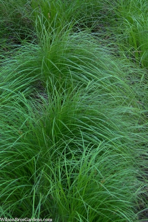  Pennsylvania Sedge (Carex Pennsylvanica) - 8 Pack 1 Gallon Pot