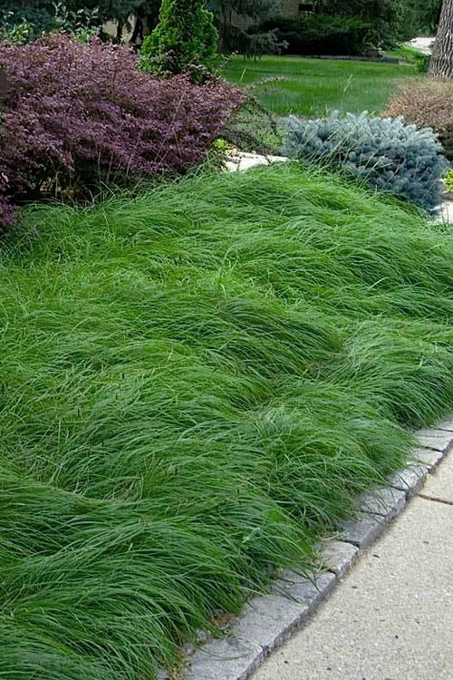  Pennsylvania Sedge (Carex Pennsylvanica) - 8 Pack 1 Gallon Pot