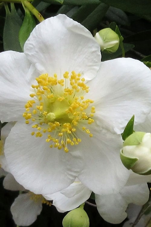  Elizabeth Bush Anemone (Carpentaria Californica) - 5 Gallon Pot