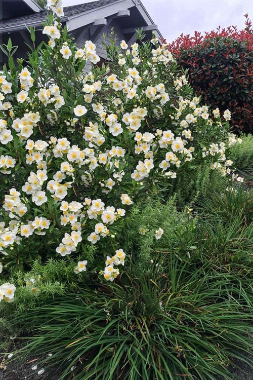  Elizabeth Bush Anemone (Carpentaria Californica) - 5 Gallon Pot