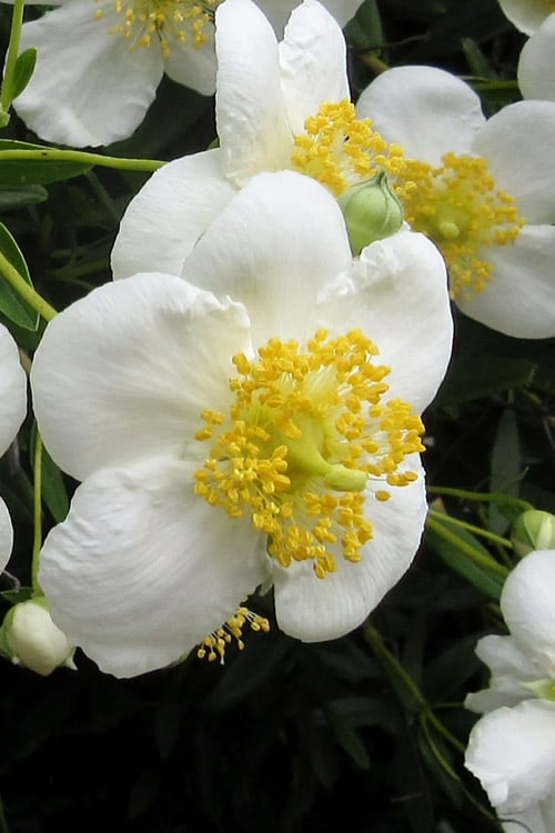  Elizabeth Bush Anemone (Carpentaria Californica) - 5 Gallon Pot