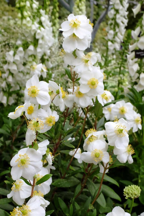  Elizabeth Bush Anemone (Carpentaria Californica) - 5 Gallon Pot