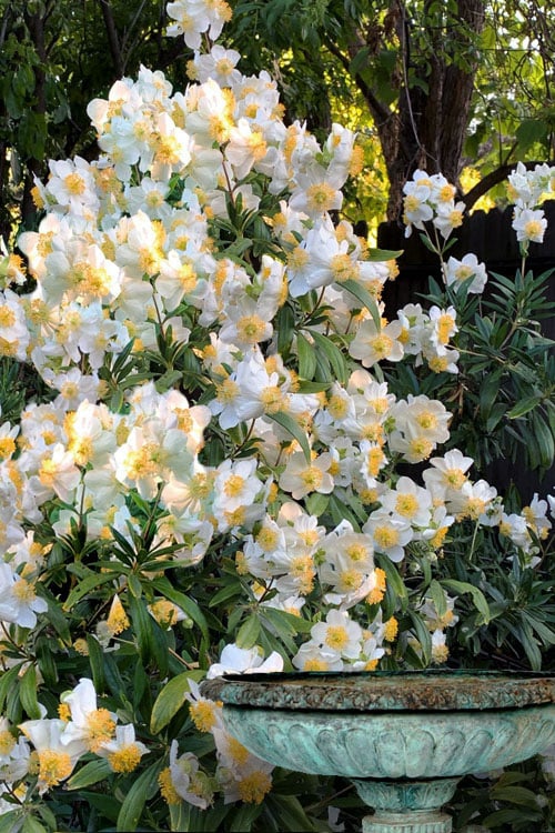  Elizabeth Bush Anemone (Carpentaria Californica) - 5 Gallon Pot