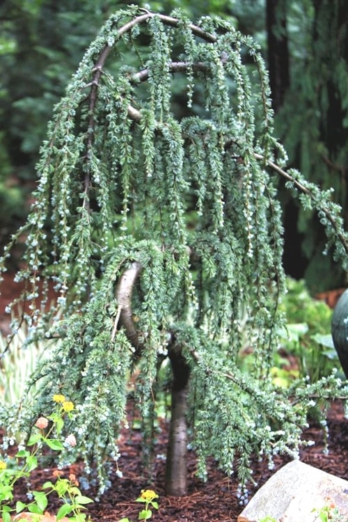  Serpentine Weeping Blue Atlas Cedar - 5 Gallon Pot