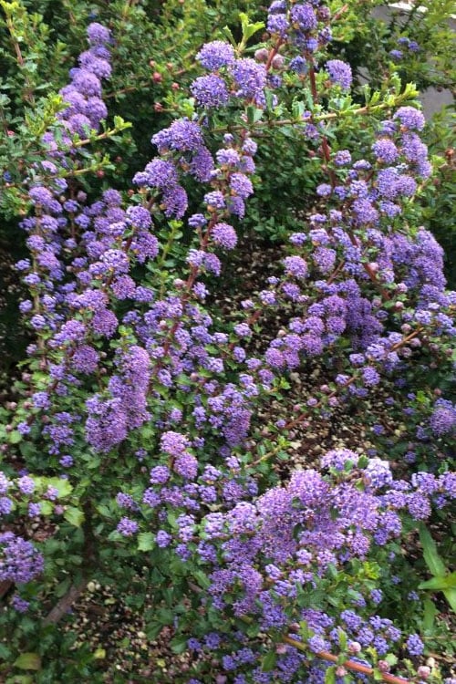  Blue Jeans Mountain Lilac (Ceanothus) - 2 Gallon Pot