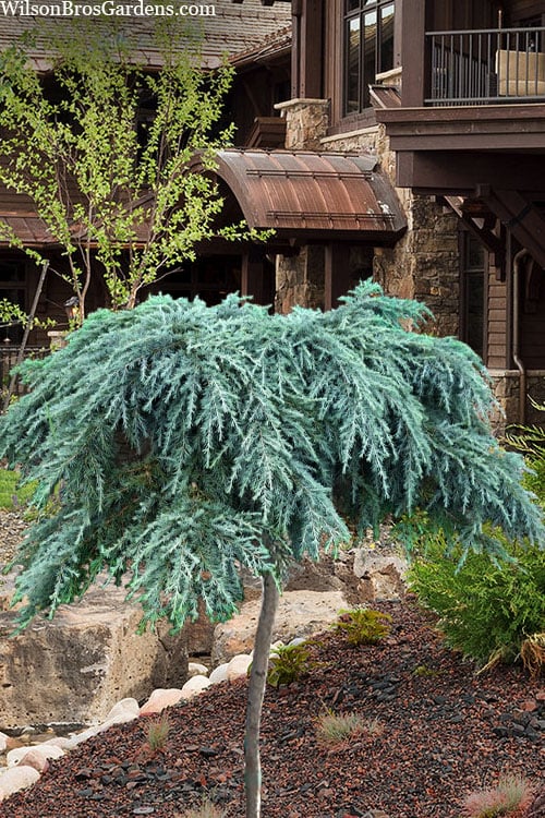  Feelin Blue Deodar Cedar (Single Trunk Tree Form) - 2 Gallon Pot