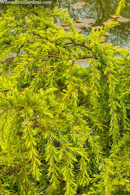  Gold Cascade Deodar Cedar (Single Trunk Topiary Tree)- 7 Gallon Pot 