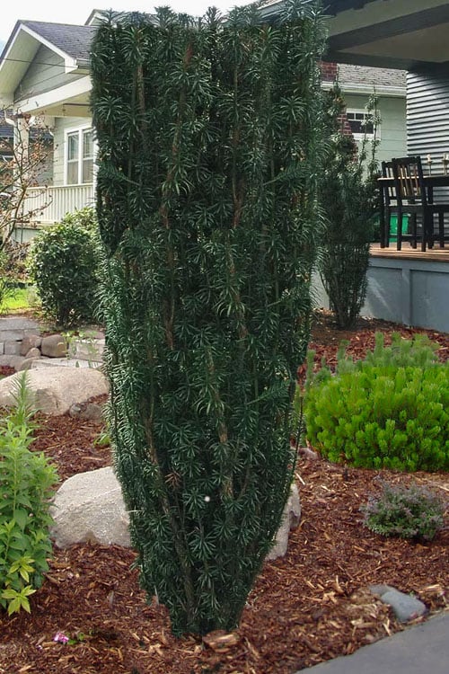  Fastigiata Upright Japanese Plum Yew - 3 Gallon Pot