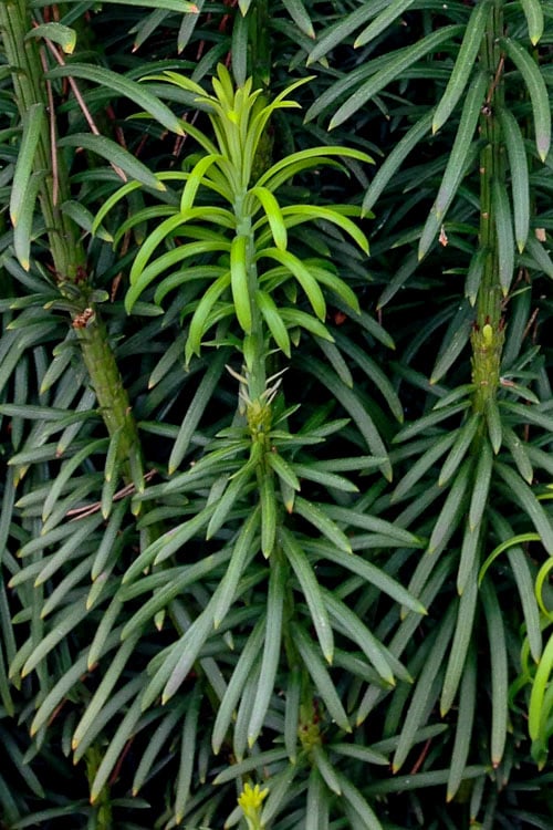  Fastigiata Upright Japanese Plum Yew - 3 Gallon Pot