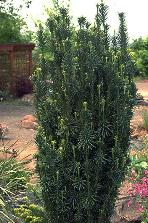  Fastigiata Upright Japanese Plum Yew - 3 Gallon Pot