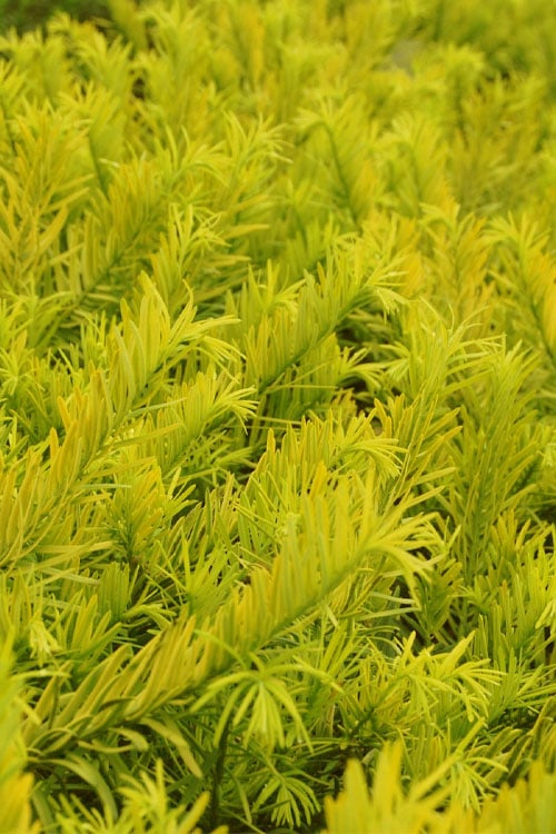  Golden Dragon Plum Yew (Cephalotaxus Harringtonia) - 3 Gallon Pot