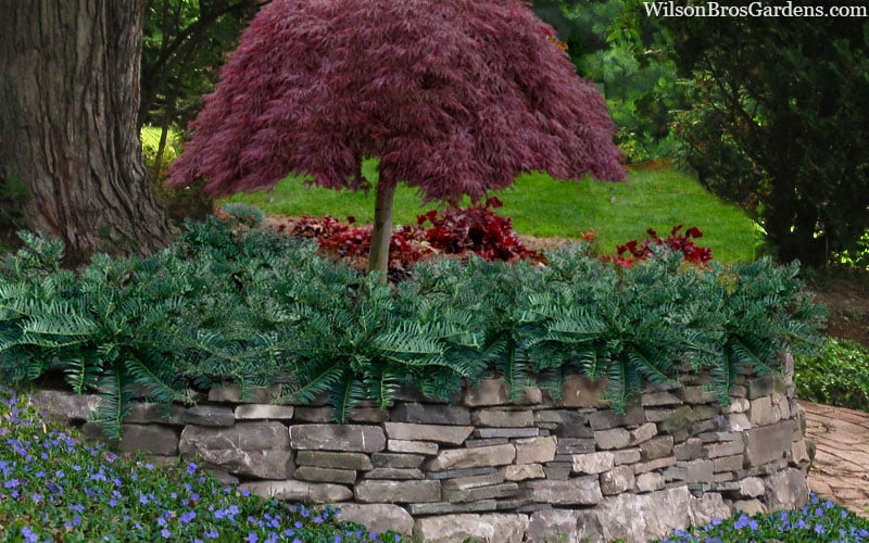  Creeping Japanese Plum Yew (Cephalotaxus Harringtonia 'Prostrata') - 2.5 Quart Pot
