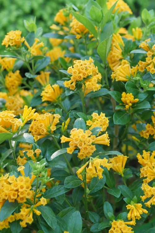  Juiced Orange Jessamine (Cestrum Corymbosum) - 1 Gallon Pot