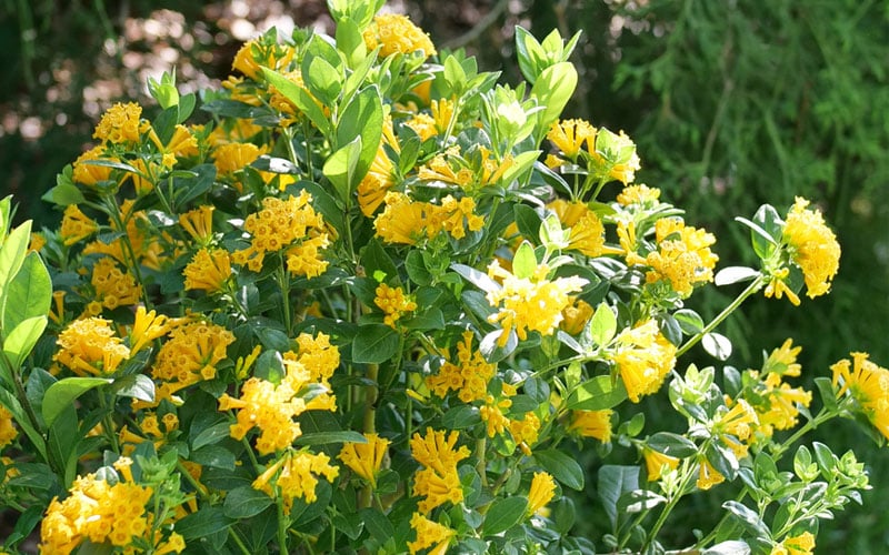  Juiced Orange Jessamine (Cestrum Corymbosum) - 1 Gallon Pot
