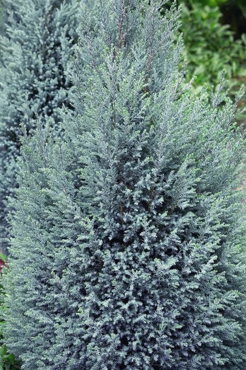  Blue Surprise Lawson Cypress (Chamaecyparis Lawsoniana) - 2 Gallon Pot