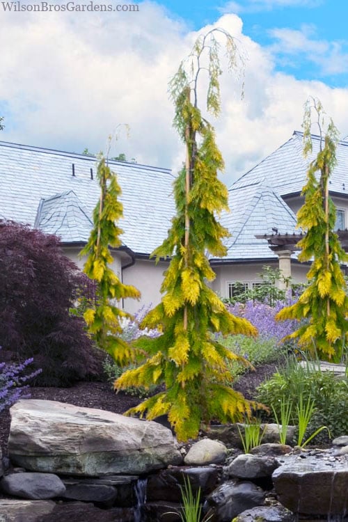  Filip's Golden Tears Lawson Cypress - 1 Gallon Pot