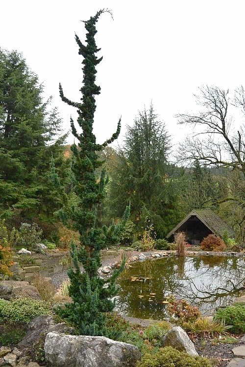  Wissel's Saguaro Lawson Cypress - 5 Gallon Pot 