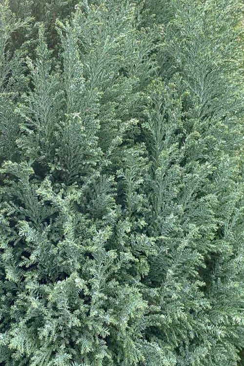  Snow White Lawson's Cypress (Chamaecyparis Lawsoniana) - 5 Gallon Pot 
